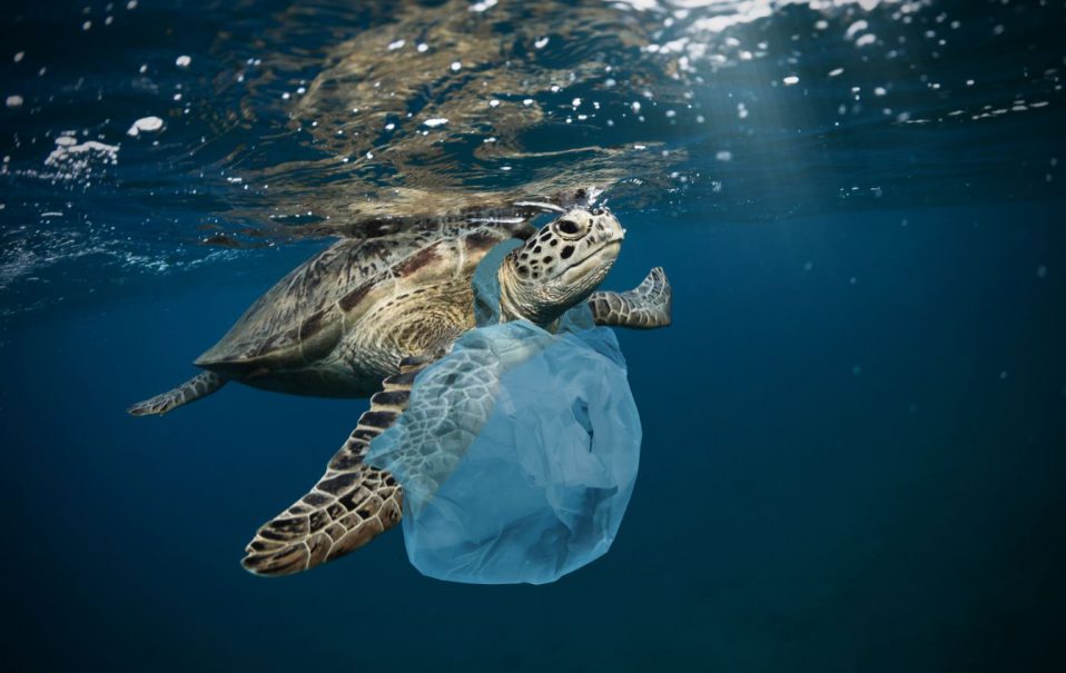 Las bolsas de plástico ponen en peligro los ecosistemas marinos