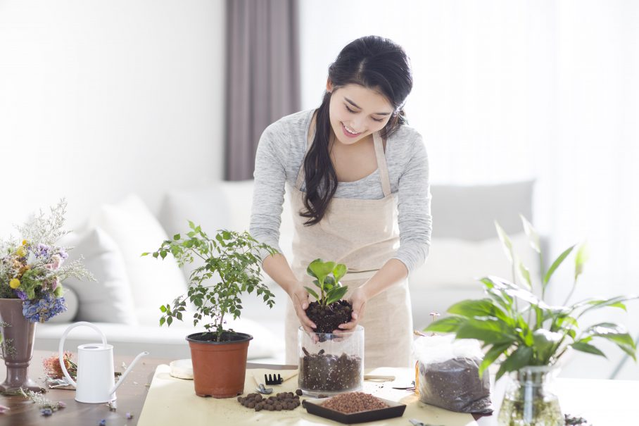 Cómo cuidar plantas en interior